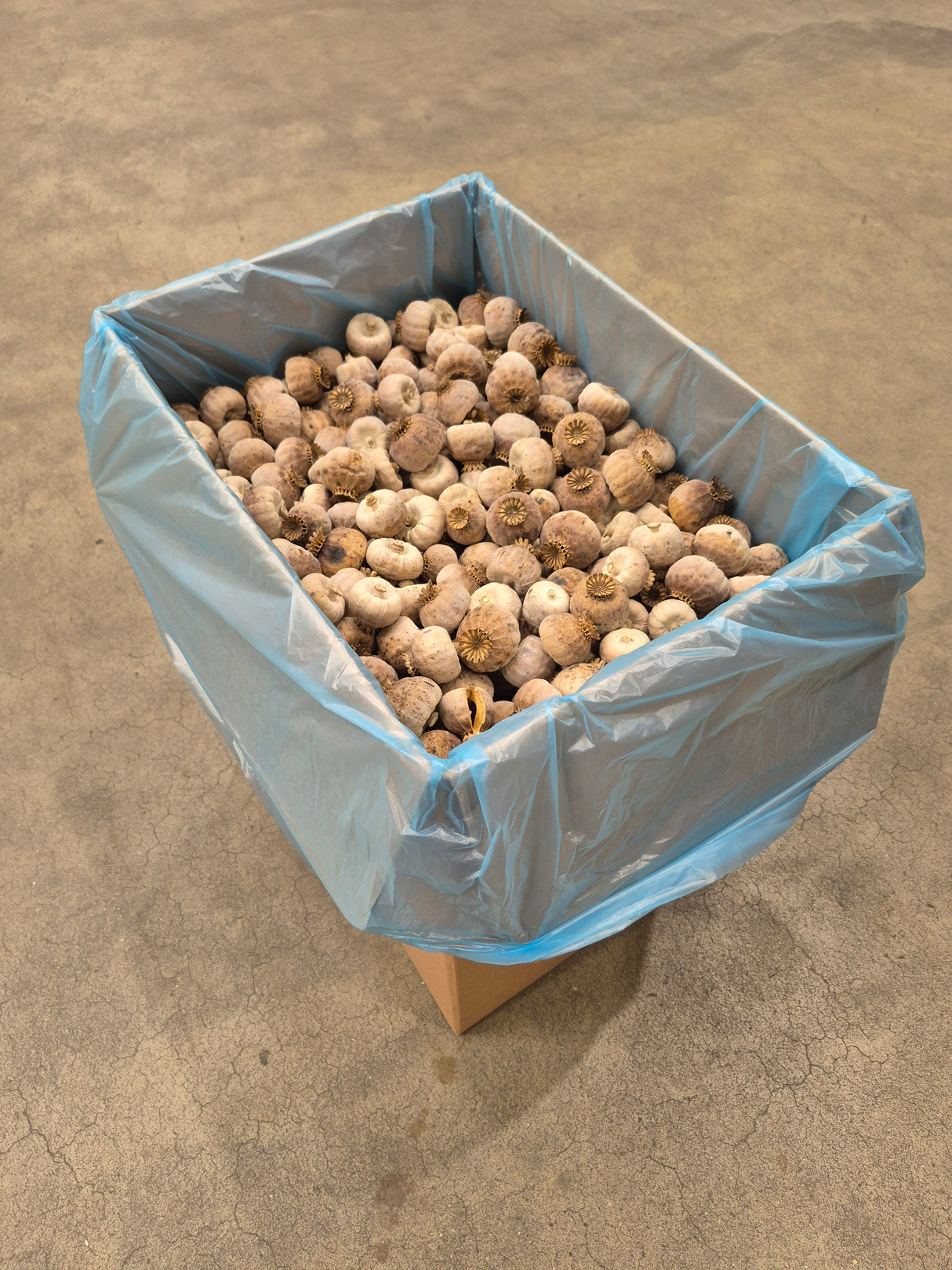 Poppy Pods, Austrian, (Seedless), (Papaver) - 3.5kg Box