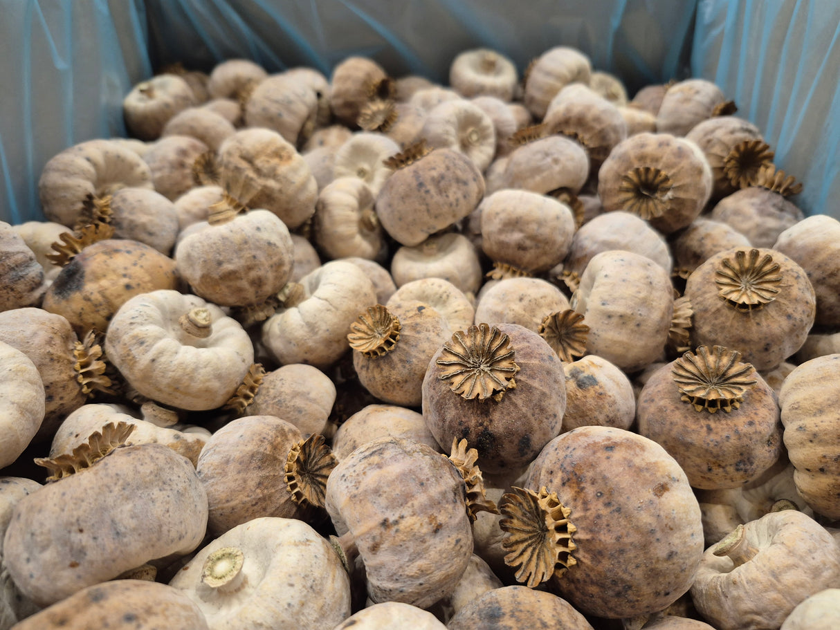 Poppy Pods, Austrian, (Seedless), (Papaver) - 3.5kg Box