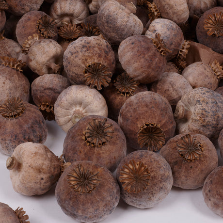 Austrian Poppy Pods (Seedless), (Papaver) - 500g Bag