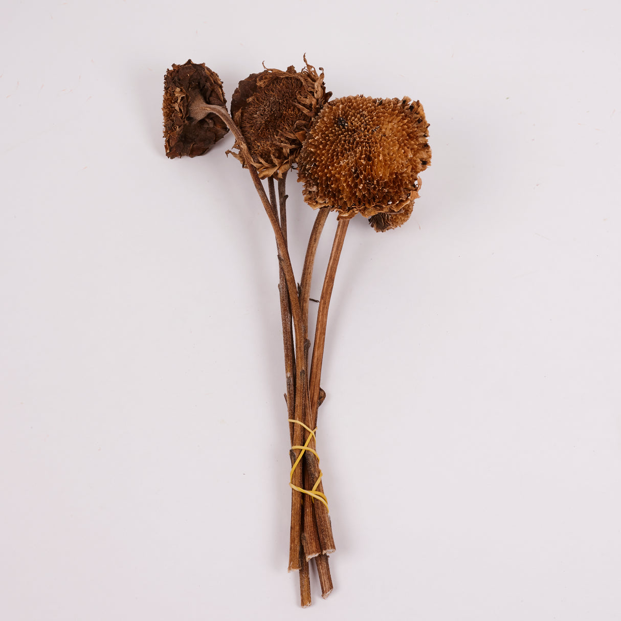 Sunflowers, Natural and Dried, Bunch x 5 Stems