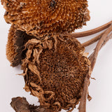 Sunflowers, Natural and Dried, Bunch x 5 Stems