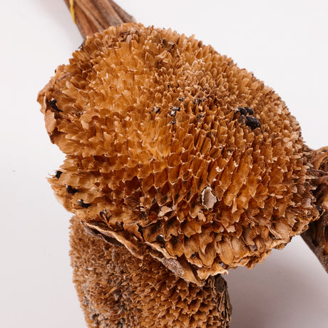 Sunflowers, Natural and Dried, Bunch x 5 Stems