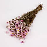 Acrolinium, Dried, Natural Pink / White Mix, Bunch