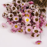 Acrolinium, Dried, Natural Pink / White Mix, Bunch