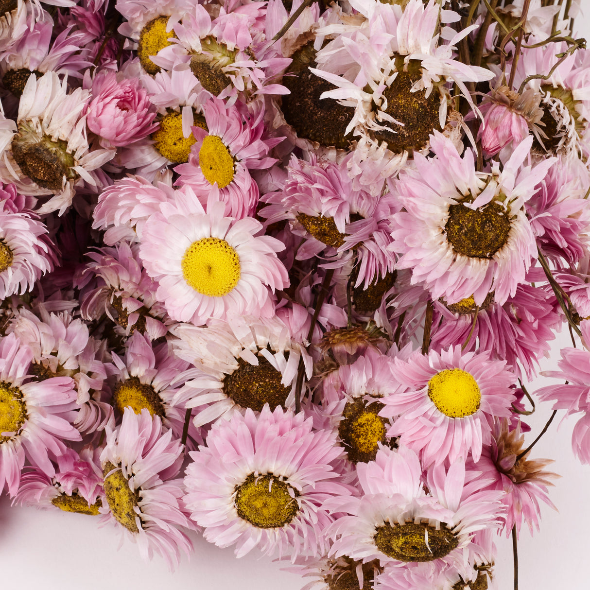 Acrolinium, Dried, Natural Pink / White Mix, Bunch