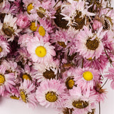Acrolinium, Dried, Natural Pink / White Mix, Bunch