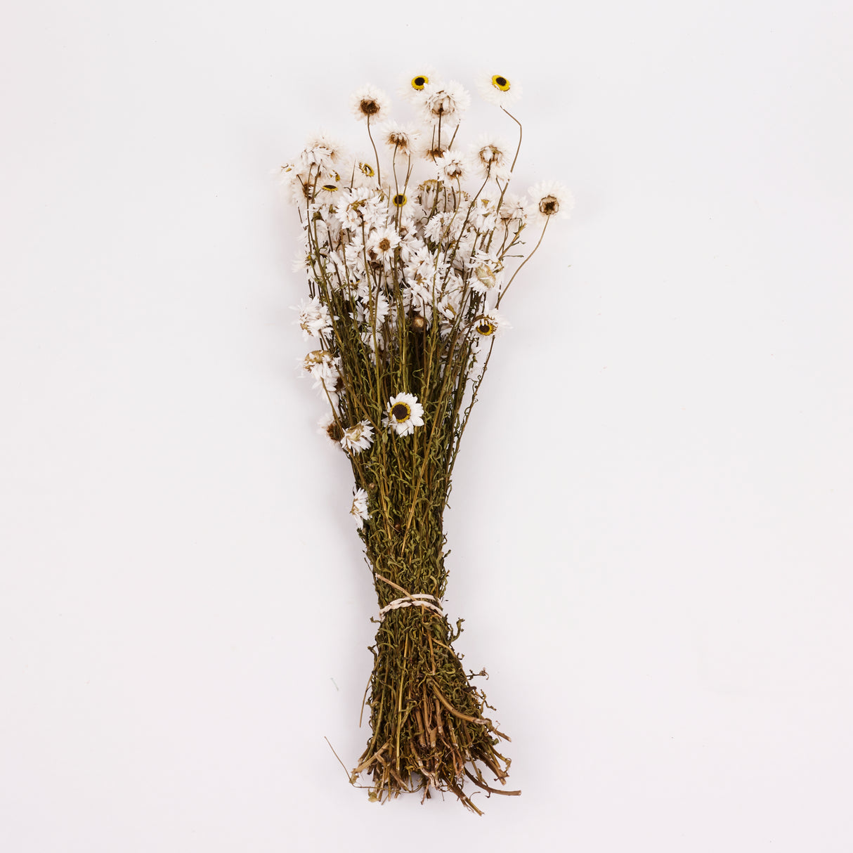 Acrolinium, Dried, Natural White, Bunch
