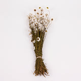 Acrolinium, Dried, Natural White, Bunch