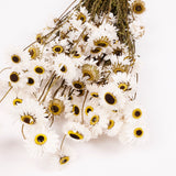 Acrolinium, Dried, Natural White, Bunch