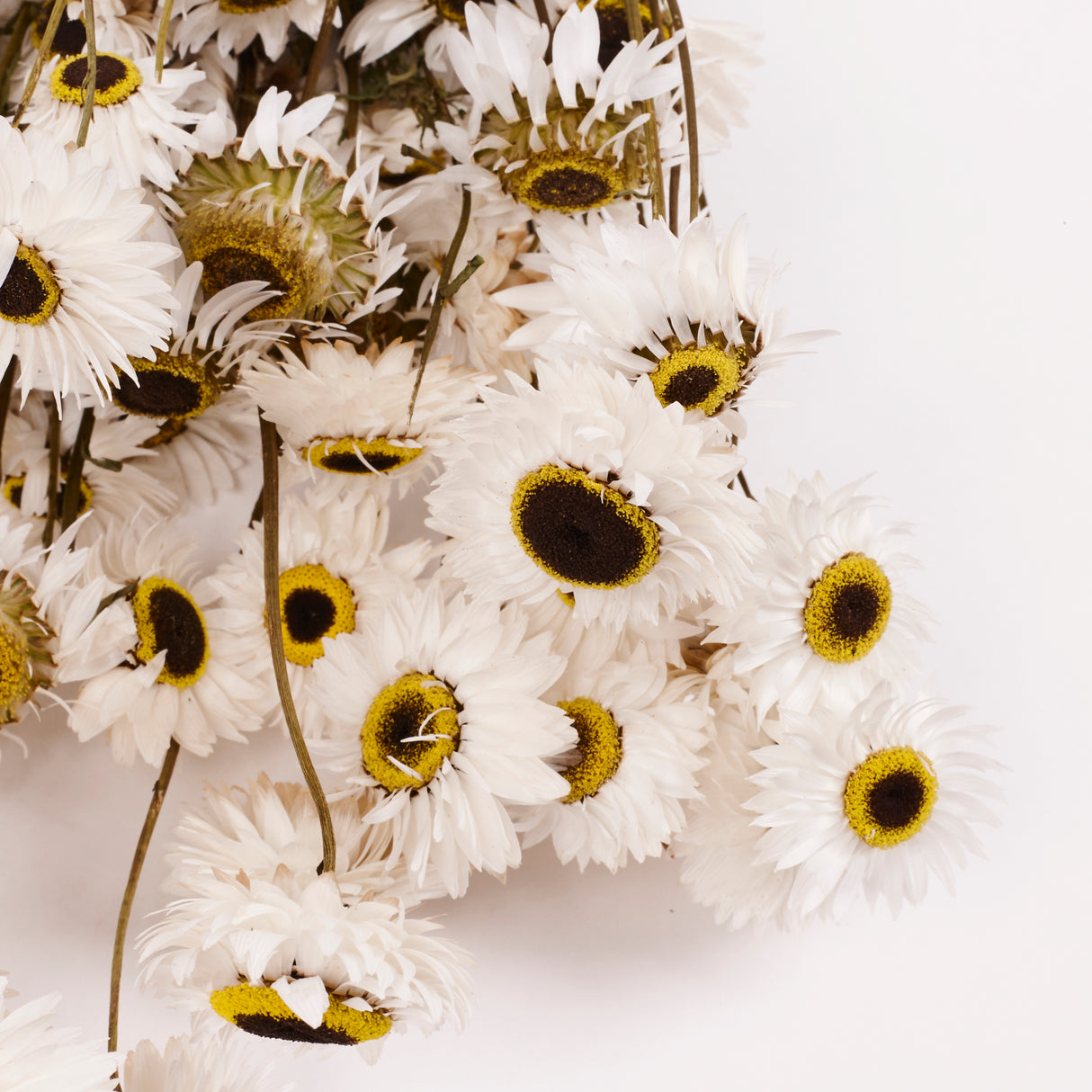 Acrolinium, Dried, Natural White, Bunch