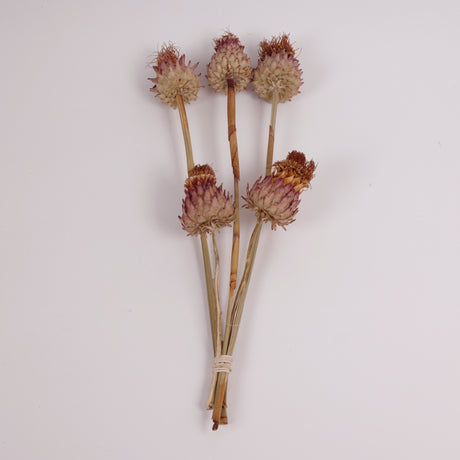 Artichoke Cardoni, Natural, Small, Bunch x 5