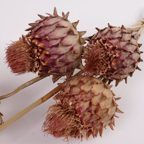 Artichoke Cardoni, Natural, Medium, Bunch x 5
