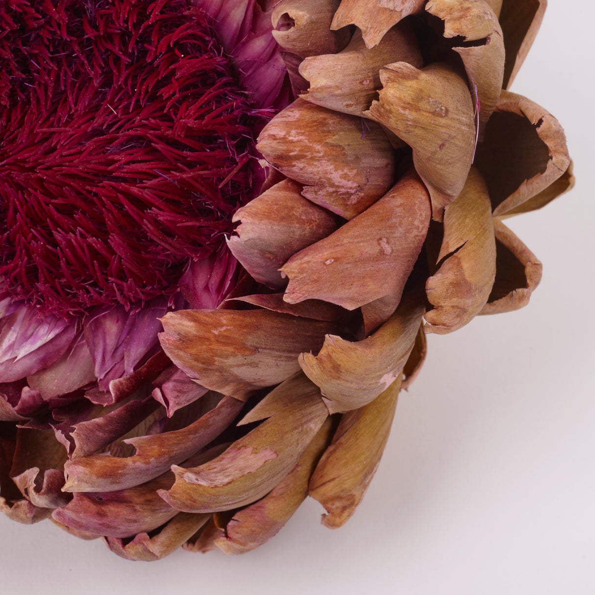 Artichoke, Large, Natural, Per Stem