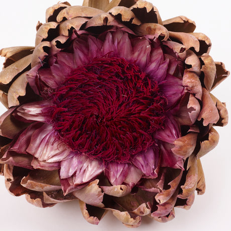 Artichoke, Large, Natural, Per Stem