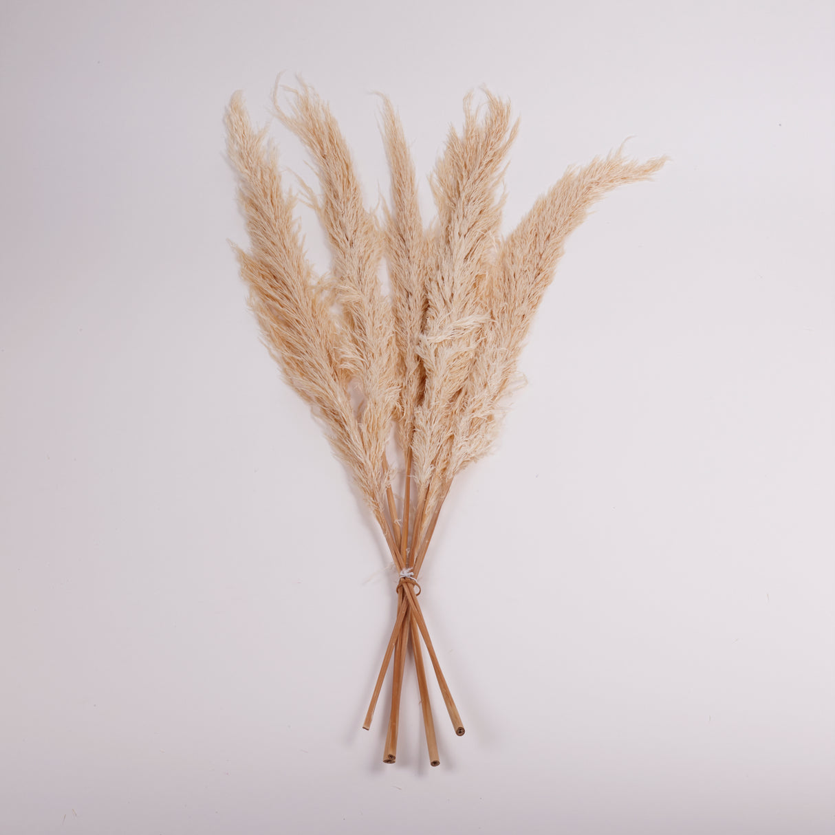 Pampas Grass, Preserved, White, Bunch