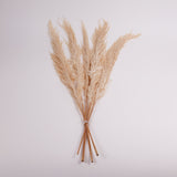 Pampas Grass, Preserved, White, Bunch