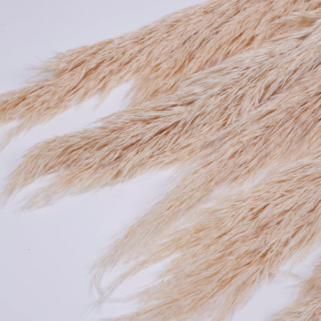 Pampas Grass, Preserved, White, Bunch
