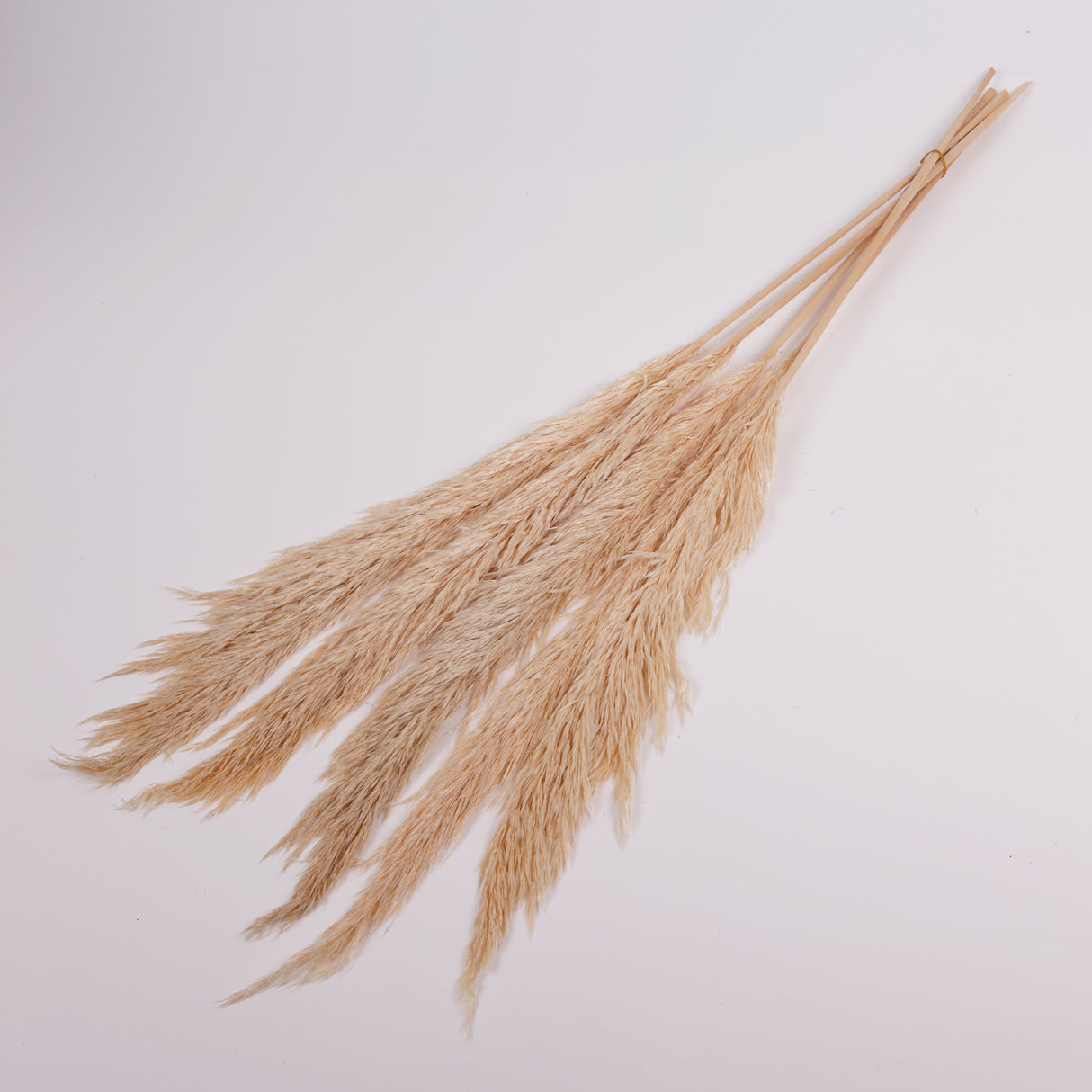 Pampas Grass, Preserved, Cream, Bunch