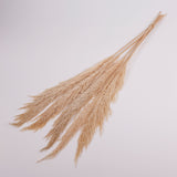 Pampas Grass, Preserved, Cream, Bunch