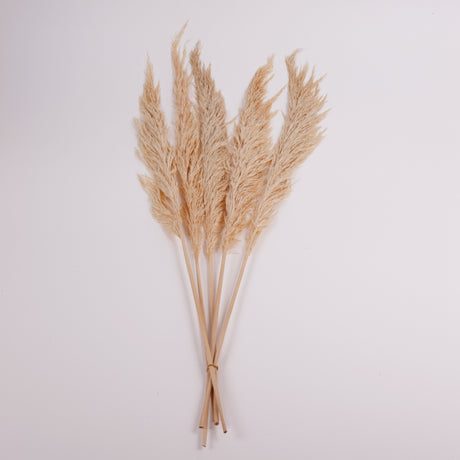 Pampas Grass, Preserved, Cream, Bunch