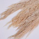 Pampas Grass, Preserved, Cream, Bunch