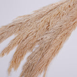 Pampas Grass, Preserved, Cream, Bunch
