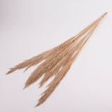 Pampas Grass, Preserved, Toasted, Bunch