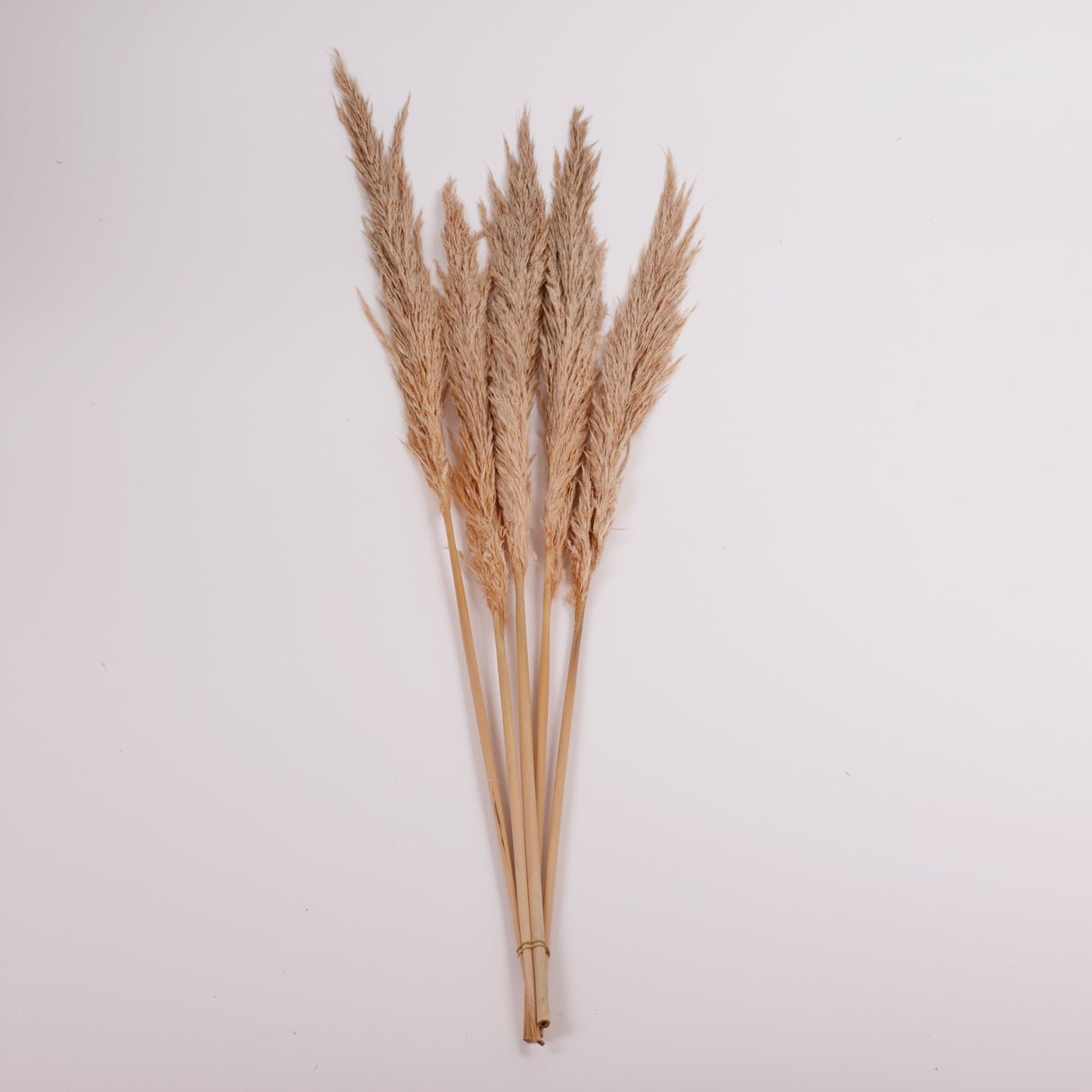 Pampas Grass, Preserved, Toasted, Bunch