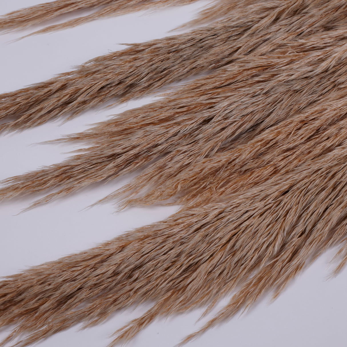 Pampas Grass, Preserved, Toasted, Bunch