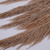 Pampas Grass, Preserved, Toasted, Bunch