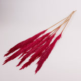 Pampas Grass, Preserved, Dark Pink, Bunch