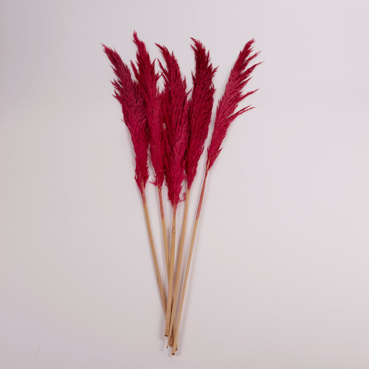 Pampas Grass, Preserved, Dark Pink, Bunch