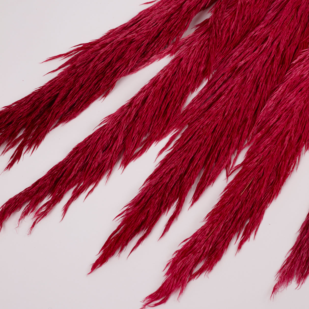 Pampas Grass, Preserved, Dark Pink, Bunch