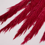 Pampas Grass, Preserved, Dark Pink, Bunch