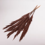 Pampas Grass, Preserved, Chocolate, Bunch
