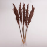 Pampas Grass, Preserved, Chocolate, Bunch