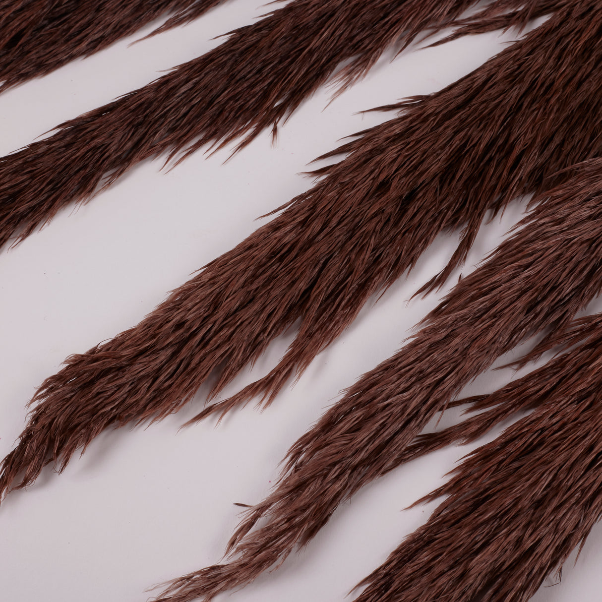 Pampas Grass, Preserved, Chocolate, Bunch