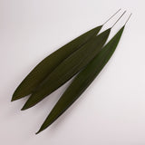 Grass Palm Leaves, Preserved, Green, 70-90cm, Bunch x 3
