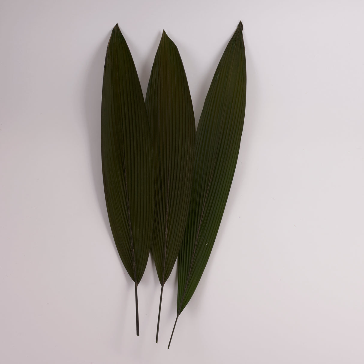 Grass Palm Leaves, Preserved, Green, 70-90cm, Bunch x 3