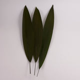 Grass Palm Leaves, Preserved, Green, 70-90cm, Bunch x 3