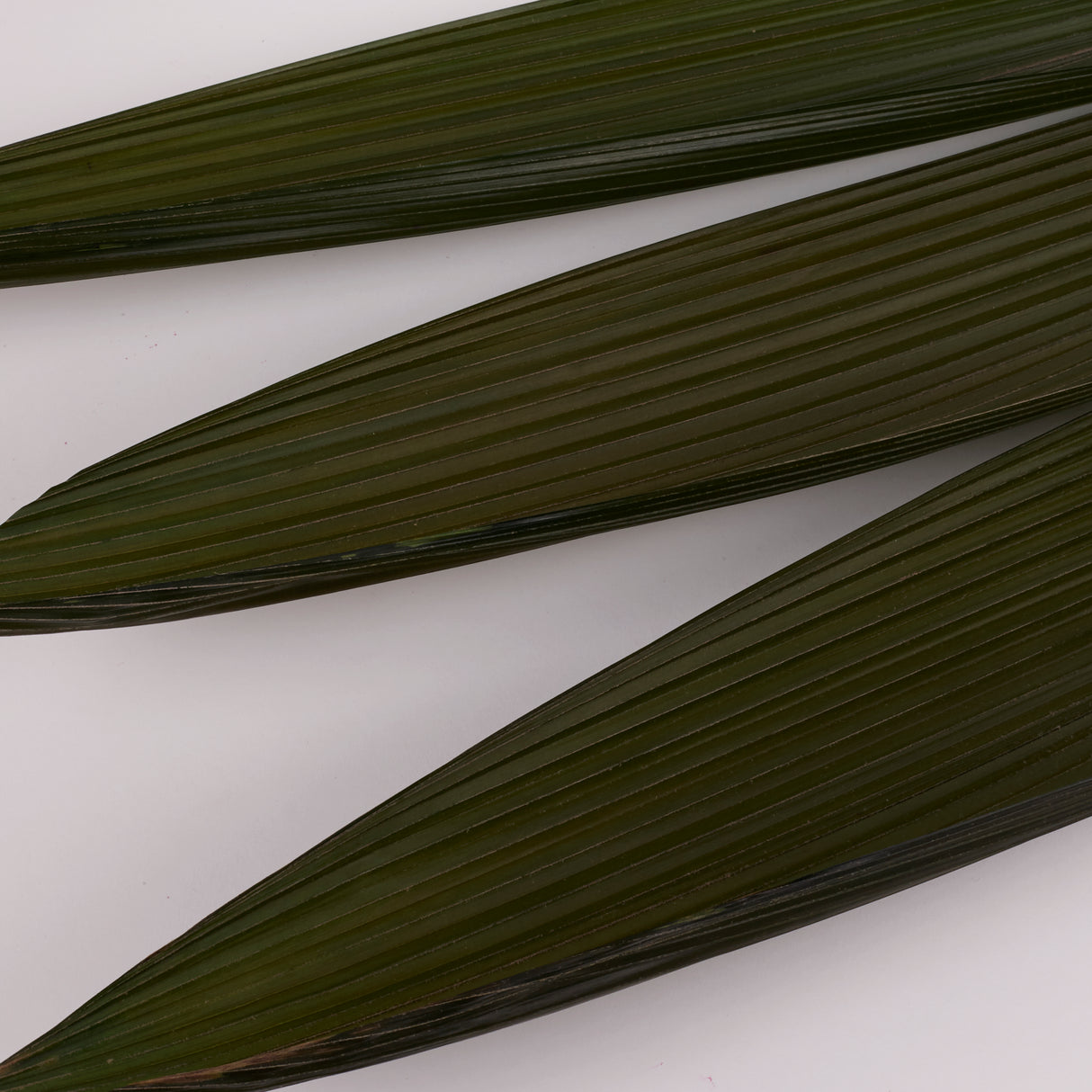 Grass Palm Leaves, Preserved, Green, 70-90cm, Bunch x 3