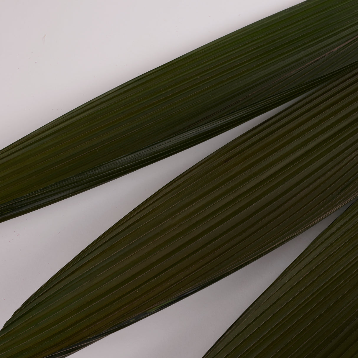 Grass Palm Leaves, Preserved, Green, 70-90cm, Bunch x 3