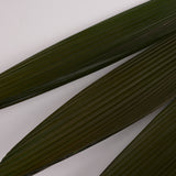 Grass Palm Leaves, Preserved, Green, 70-90cm, Bunch x 3