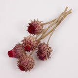 Cynara, (Artichoke Flower), Dried, Small, Natural, Bunch x 5 Stems