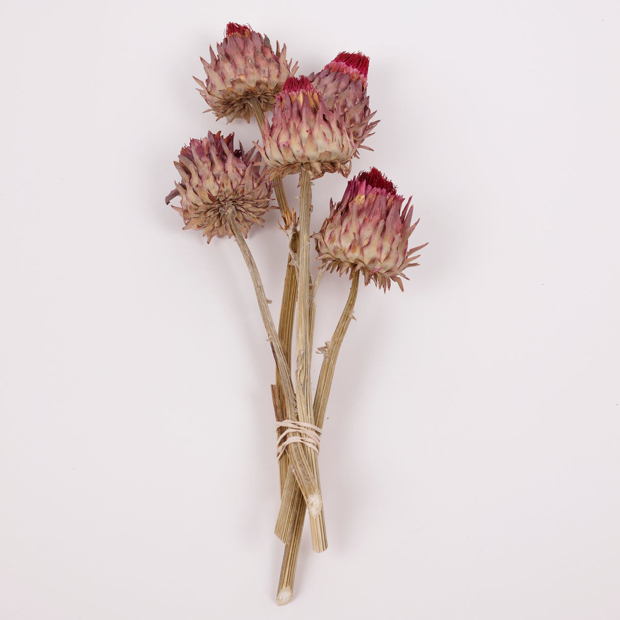 Cynara, (Artichoke Flower), Dried, Small, Natural, Bunch x 5 Stems