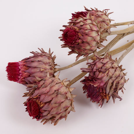 Cynara, (Artichoke Flower), Dried, Small, Natural, Bunch x 5 Stems