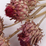 Cynara, (Artichoke Flower), Dried, Small, Natural, Bunch x 5 Stems