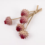 Cynara, (Artichoke Flower), Dried, Large, Natural, Bunch x 5 Stems