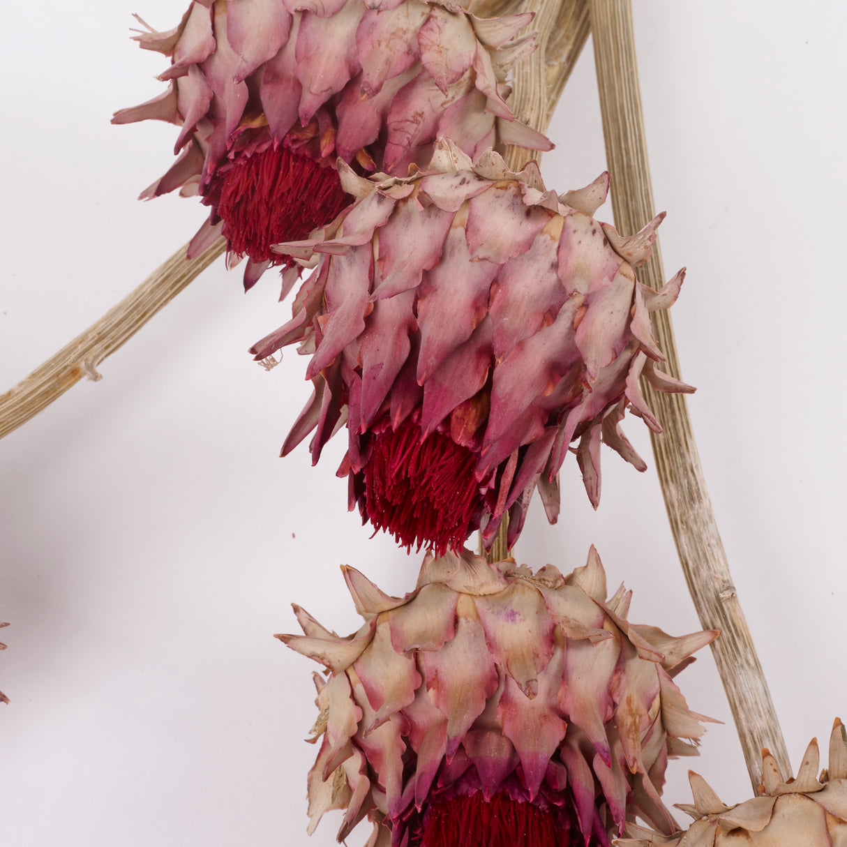 Cynara, (Artichoke Flower), Dried, Large, Natural, Bunch x 5 Stems