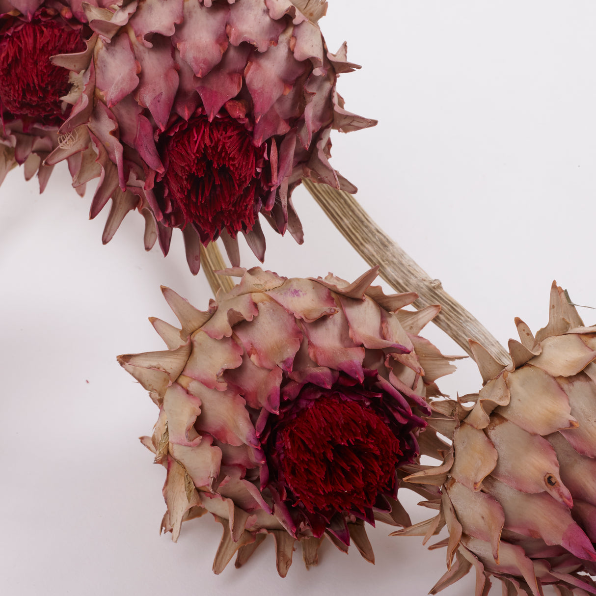 Cynara, (Artichoke Flower), Dried, Large, Natural, Bunch x 5 Stems